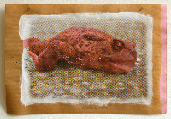 Pat Noser Froschdruck 2012 30 x 42 cm Print auf Gouache auf Packpapier