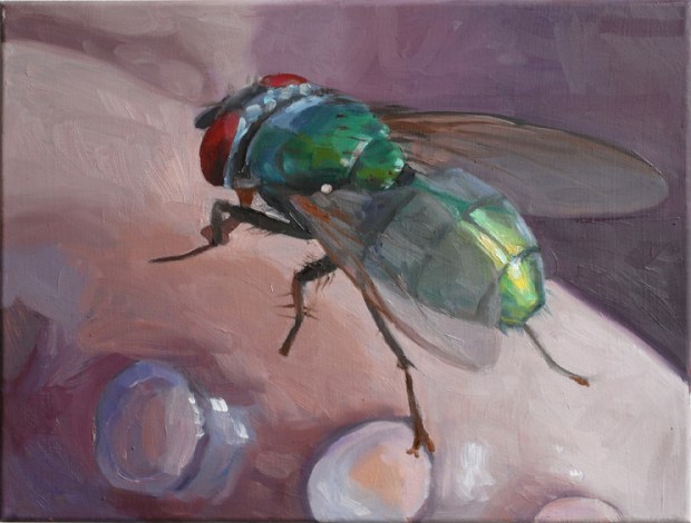 Pat Noser Schmeissfliege14 2012 30 x 40cm Oel auf Baumwolle